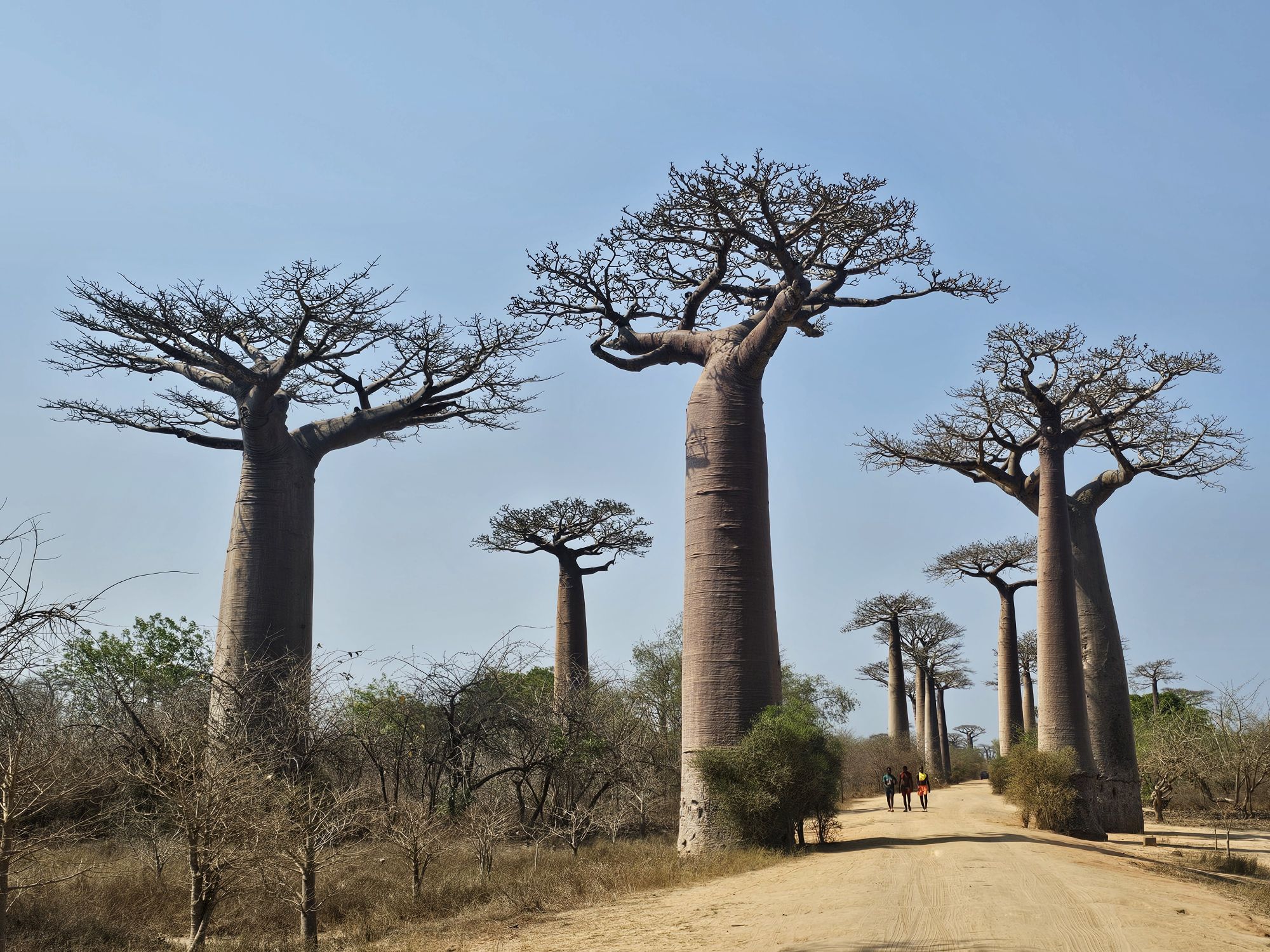 Madagascar: Baobabs and Tsingy